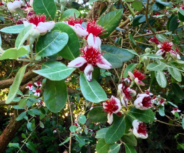 feijoa_sellowiana_flowers