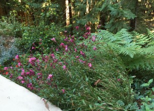 gaura_reaching_for_light