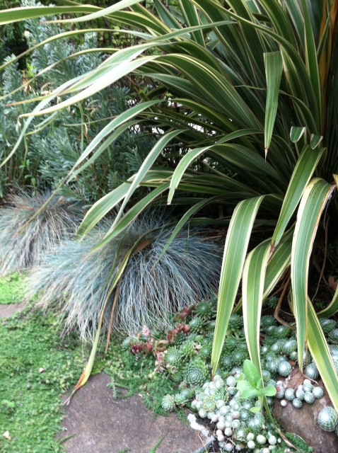 plant_combination-phormium_CreamDelight-blueFescue-sempervivum