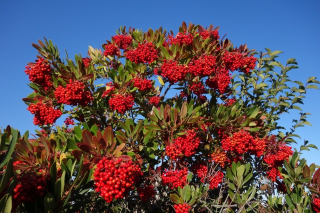 toyon-berries