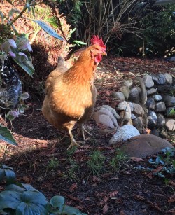Barbs_ rooster