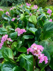 Bergenia cordifolia
