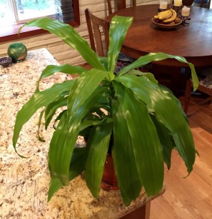 Dracaena