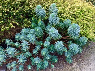 euphorbia_lonicera-nitida