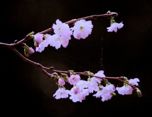 Autumnalis flowering cherry blooming in January