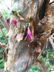 Bergenia cordifolia