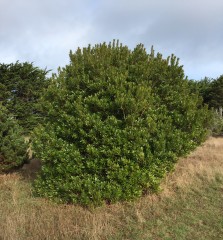 Pacific wax myrtle