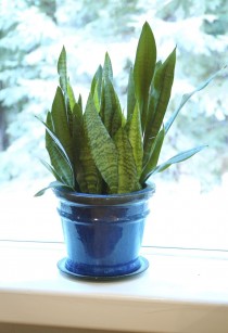 Sanseveria