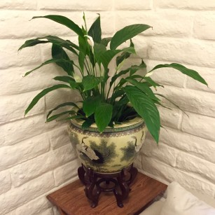 spathiphyllum