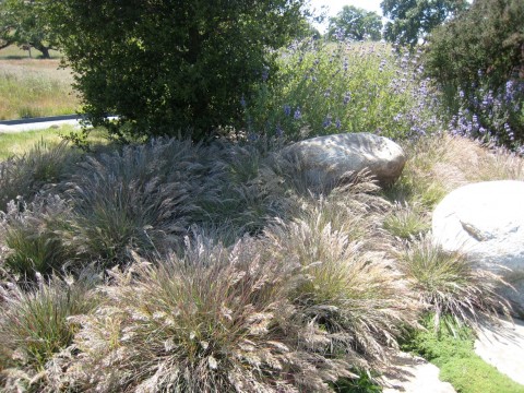 Calamagrostis Foliosa
