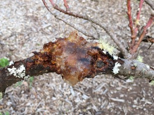 Gummosis canker on dwarf nectarine- Photo courtesy of Sherry Austin