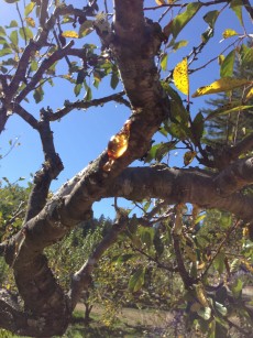 Gummosis on plum in summertime