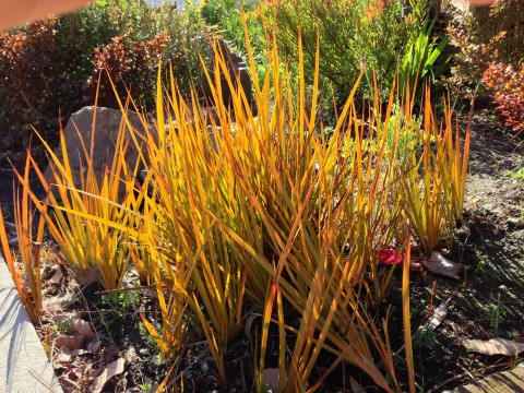 Libertia peregrinans