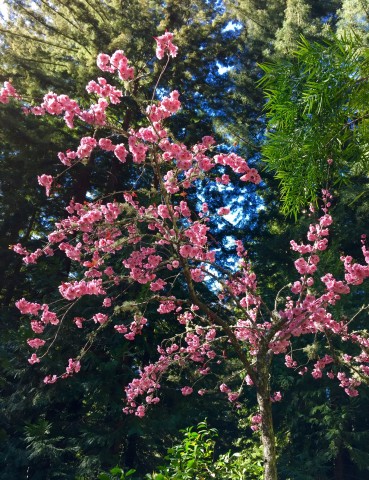 Blireiana_flowering_plum_march2016