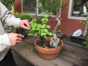 Chris_trims_Chinese-elm