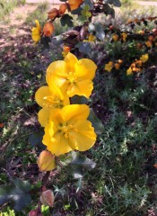 Fremontodendron_californicum