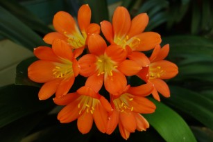 clivia_miniata