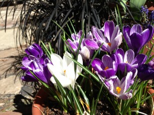crocus3