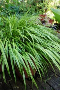hakonechloa_macra_Aureola