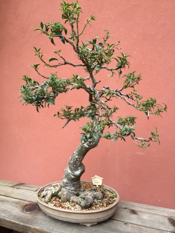 ilex-crenata_bonsai