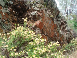 mimulus aurantiacus
