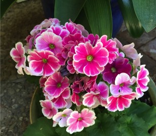 primrose_obconica_pink_bicolor