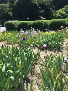 bearded_iris_beds.1600