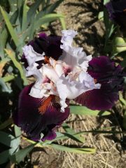 bearded_iris_closeup.1600