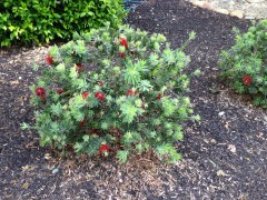 callistemon_Little_John.1600