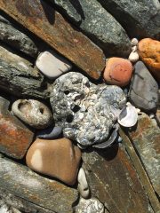 fossil_in_wall.1600