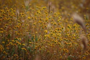 goldfields_closeup