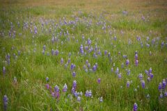 lupine_owls-clover