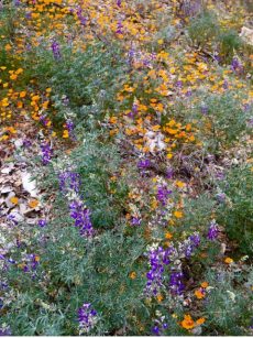 lupine_poppies
