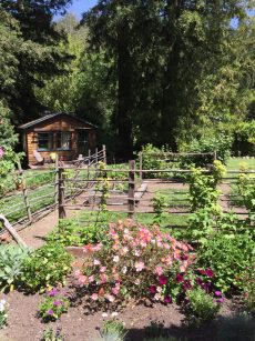 organic_vegetable_garden.1600