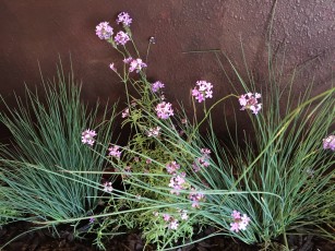 verbena_lilacina-blue_oat_grass