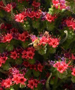 echium_Tower_of_Jewels_bee_closeup