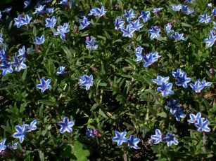 lithodora_Grace_Ward