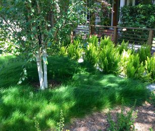 no_mow_lawn_red_fescue