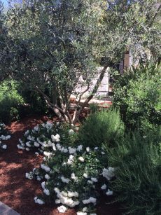 olive_Iceberg-rose_rosemary