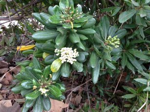 pittosporum_tobira_blossom