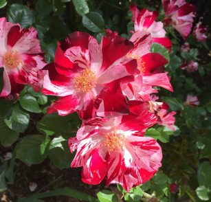 rose_Fourth_of_July
