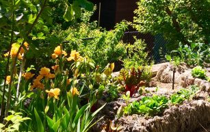 straw_bale_veggie_garden_Ghio_bearded_iris