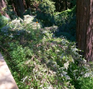 weeping_leptospermum