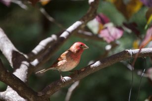 Purple_finch copy