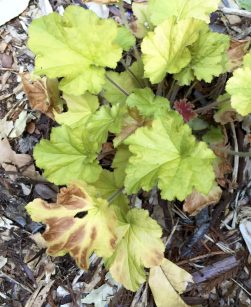 burned_heuchera_leaves