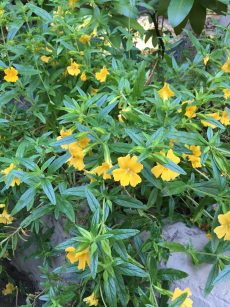 mimulus_JellyBean_gold