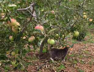 Ginger_Gold_apples