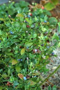 blueberry_Pink_Lemonade
