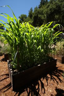 corn_Calico_July