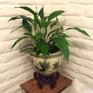 spathiphyllum